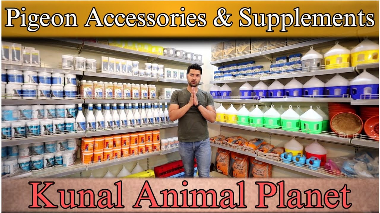 Pigeon  Accessories & Supplements ￼Kunal Animal Planet X Fighter Birds