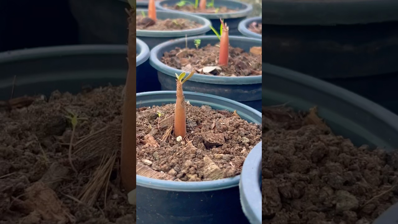 Adenium Baby Plant Care देखिए #adeniumplantcare #adeniumplant #adeniumcare #youtubeshorts #youtube