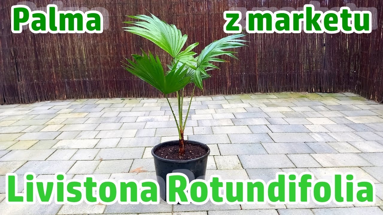 Palma Livistona Rotundifolia z marketu p&oacute;ł godzinki po zakupie / Saribus Rotundifolius