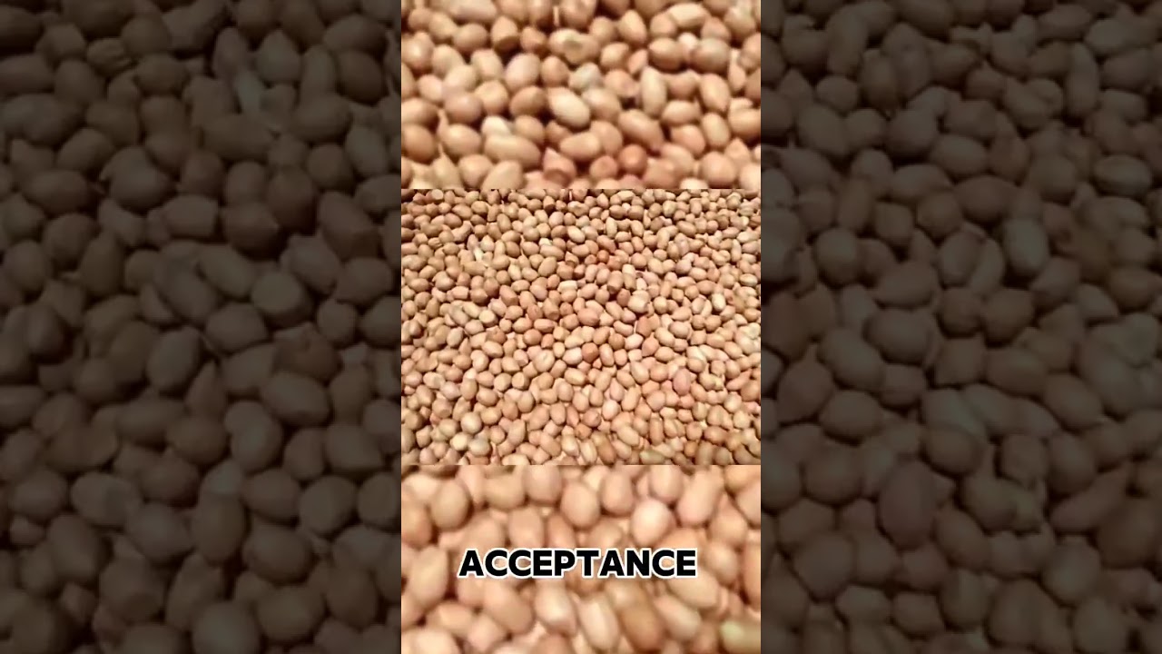 Ground Nut Color Sorting. #machine #colorsorter #sorting #food #sortingtechniques #sortingalgorithm