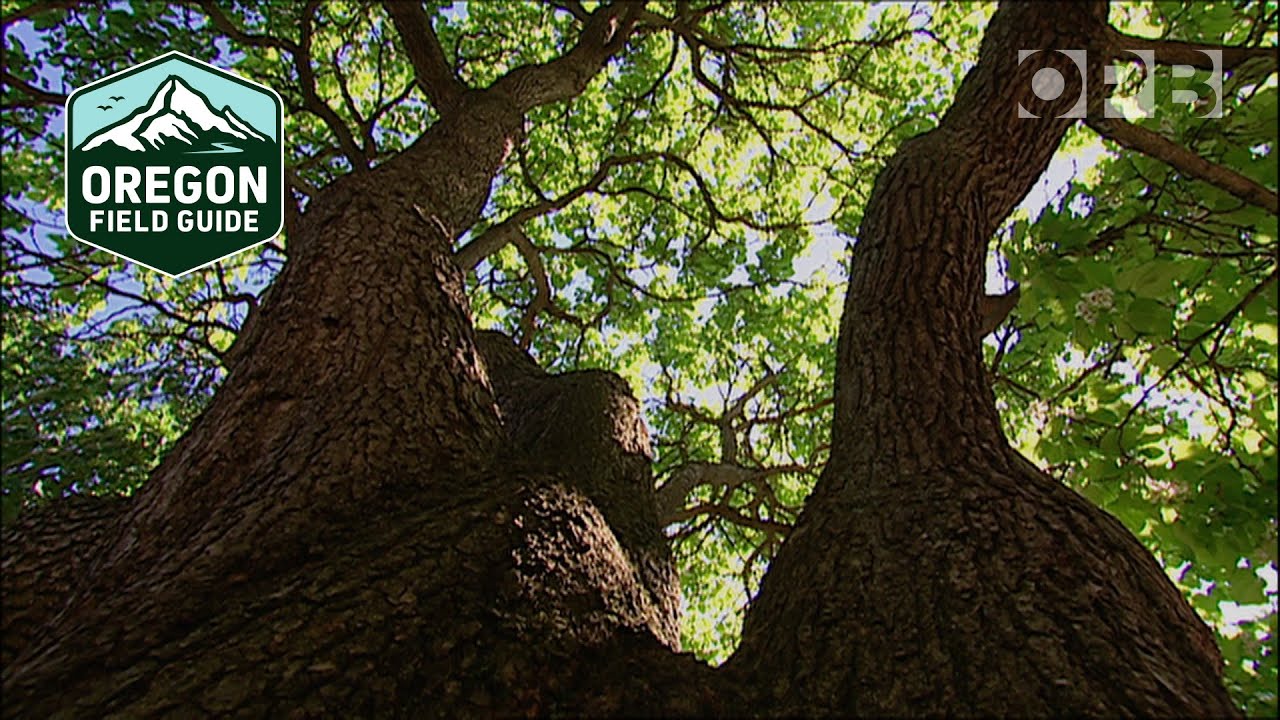 Preserving the spectacular 'Heritage Trees' of Portland | Oregon Field Guide from the OPB Archives