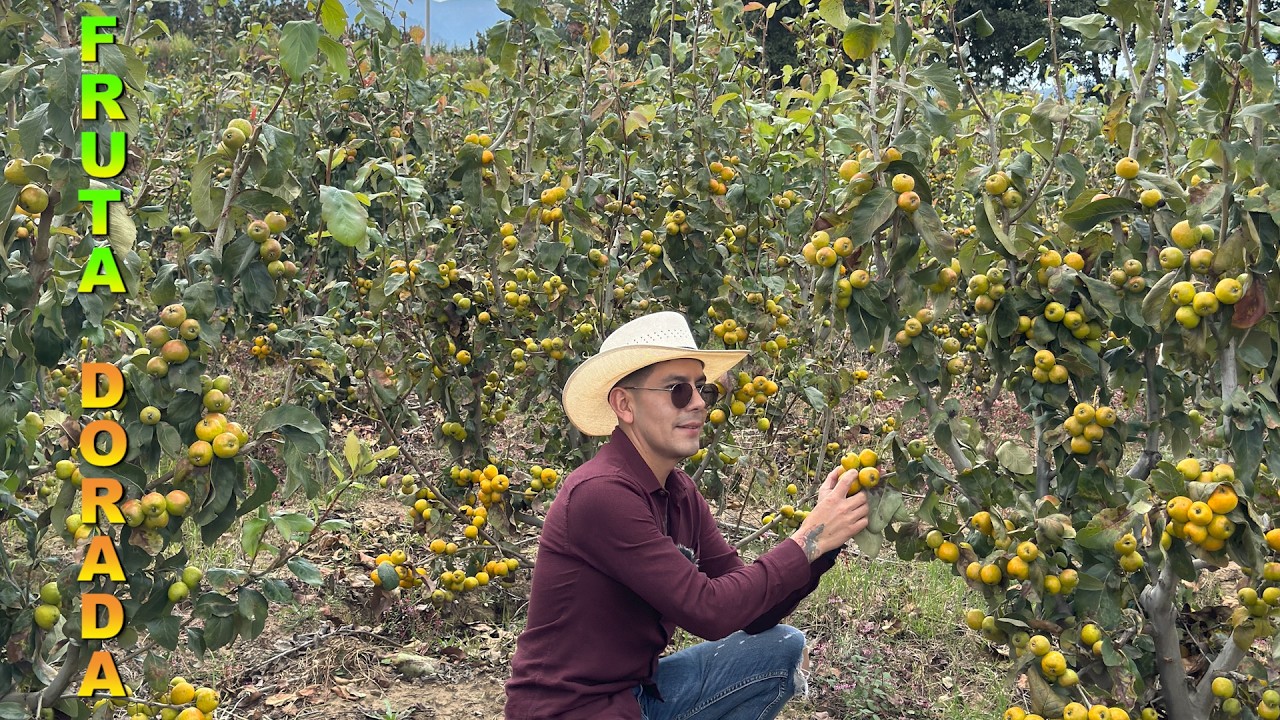 GRANJA DE TEJOCOTES Fruta de la nostalgia  40 Toneladas por hectárea