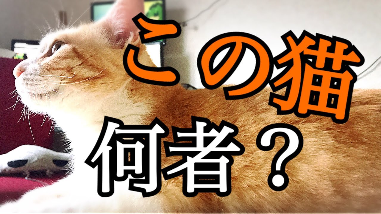 今更ながらうちの猫について詳しく解説してみた！！【ロビン編】