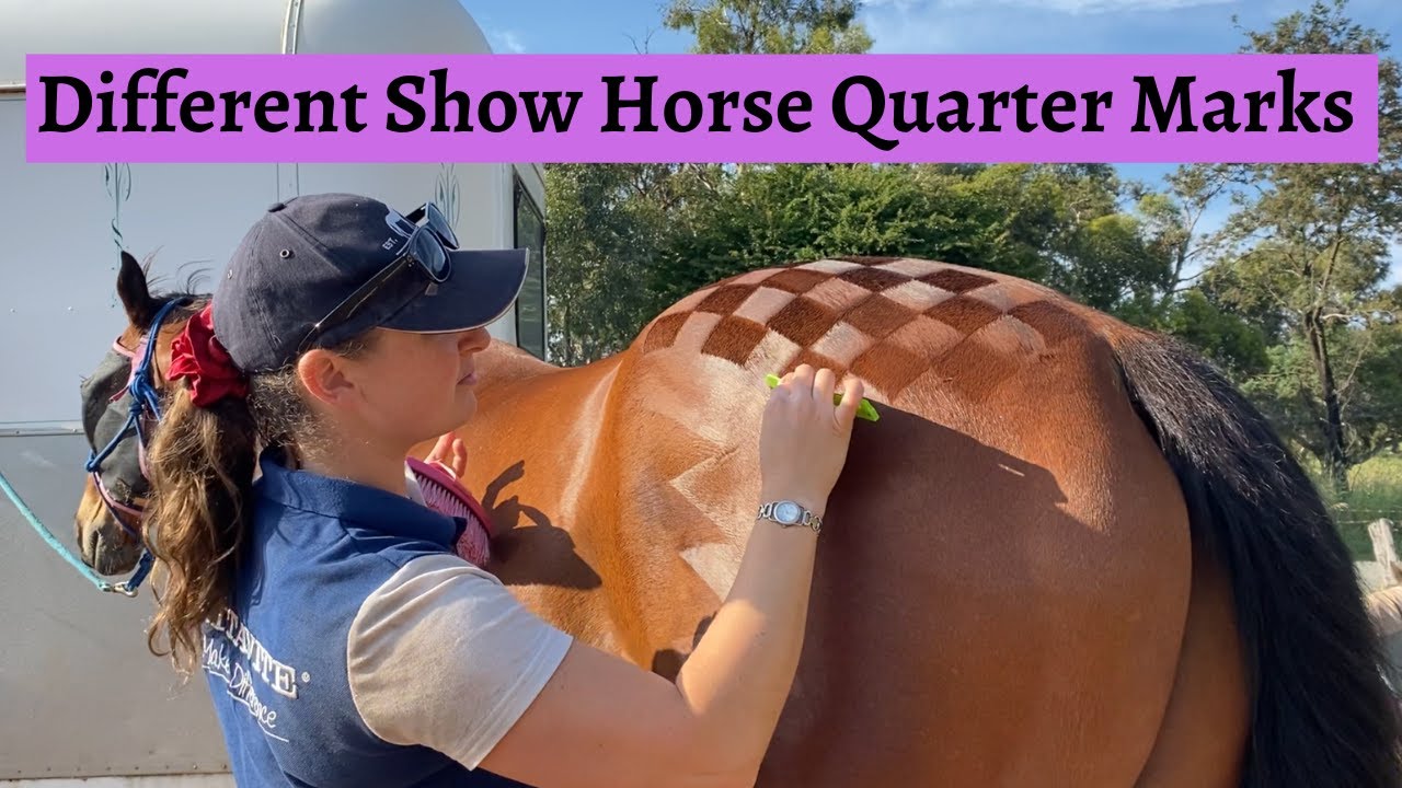 Different Show Horse Quarter Marks | Show Horse Preparation | WSS Equestrian