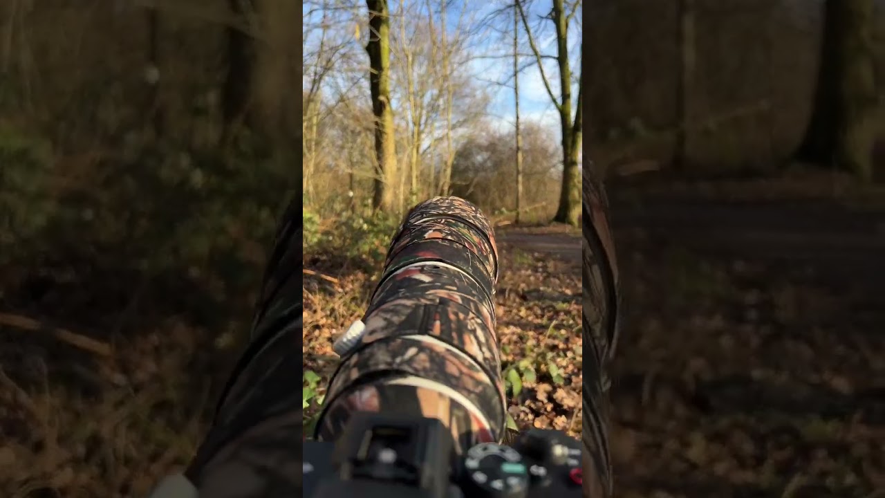 SONY 200-600 FIRST WALK in the FOREST. #nature #telezoom #sonya7iv #sony #birdphotography #outdoor