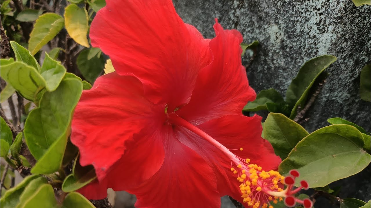 গরম পড়তেই জবা গাছ কুঁড়িতে ভরে উঠছে | garden tour 