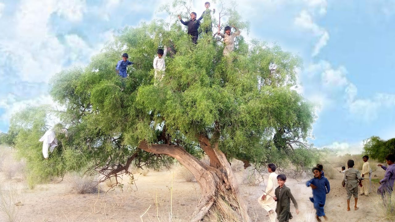 Village Children Playing Game Piprio | Pakistan Village Children Playing New Old Game | Village Life