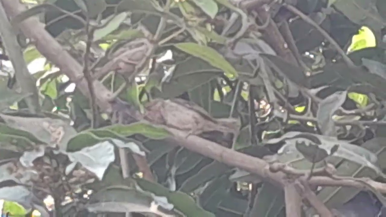 চাঁদ দেখতে আমি..............।