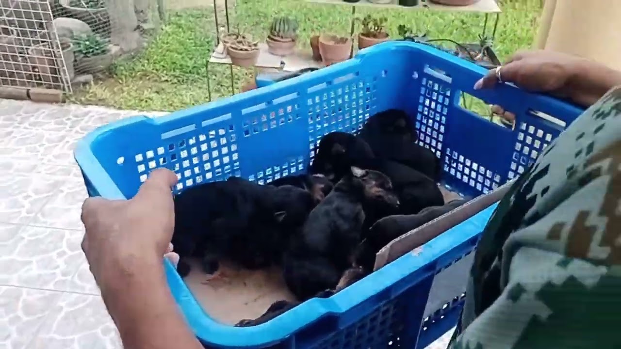 Pinapaputulan namin ang buntot ng aming aso