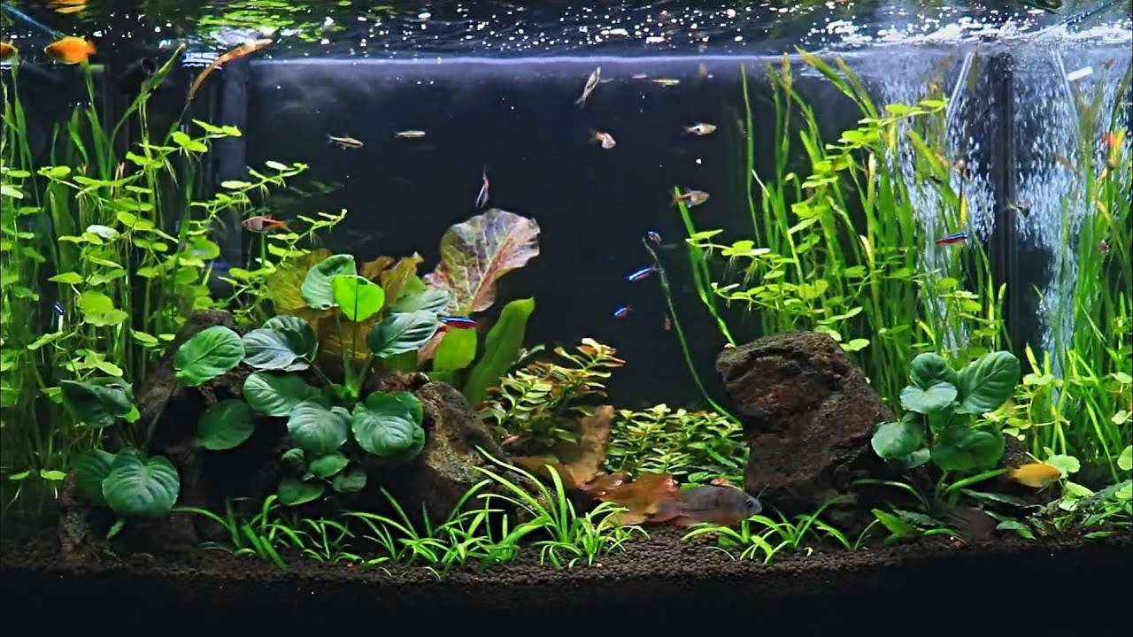 29 Gallon Planted Community Feeding | Low Tech