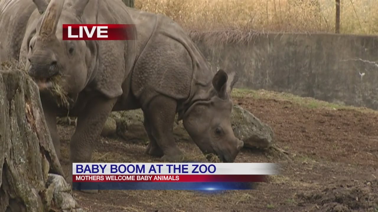 Baby animals everywhere at Buffalo Zoo