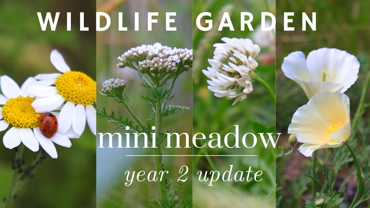 My year 2 wildflower meadow didn't turn out as expected 🐝💚