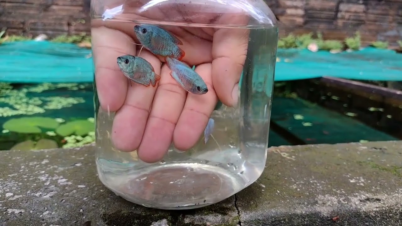 Reprodução Peixe Colisa 🐟