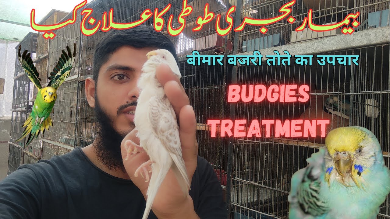 Treatment Of Budgie Bird | Budgies Breed Kue Nhi Karty | Khubaib Pets