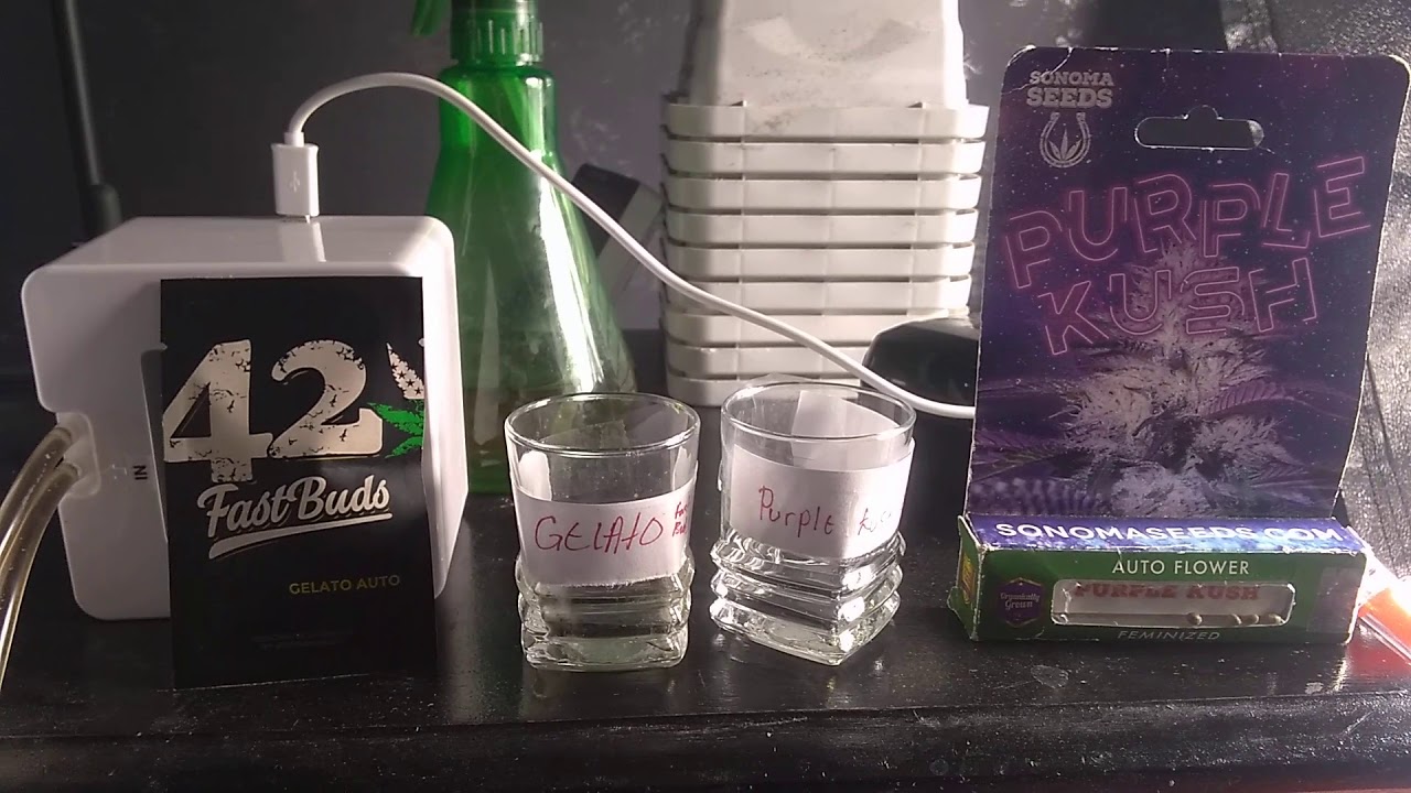 Fast buds gelato auto / Sonoma seeds purple kush grow (germination time!!!)plus free giveway