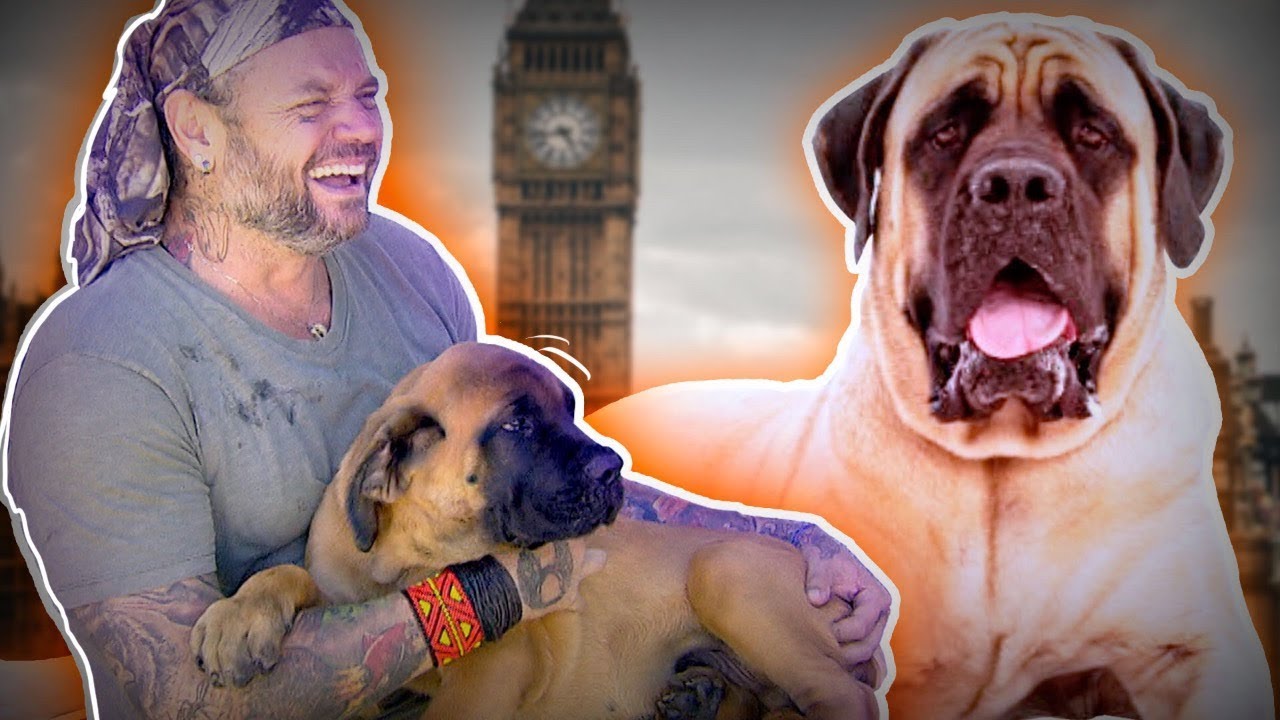 CAMPE&Atilde;O PESO PESADO DOS C&Atilde;ES, O MASTIFF INGL&Ecirc;S! | RICHARD RASMUSSEN