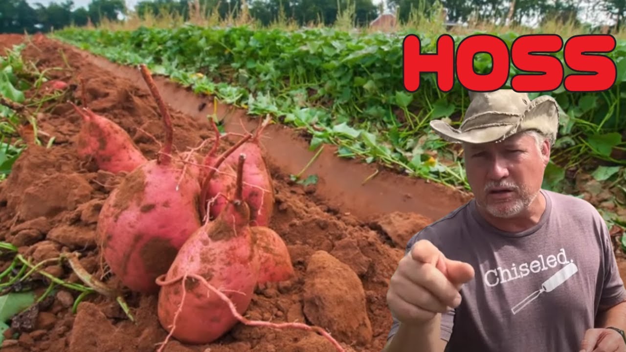 How To Get The Most From Your Sweet Potato Plants