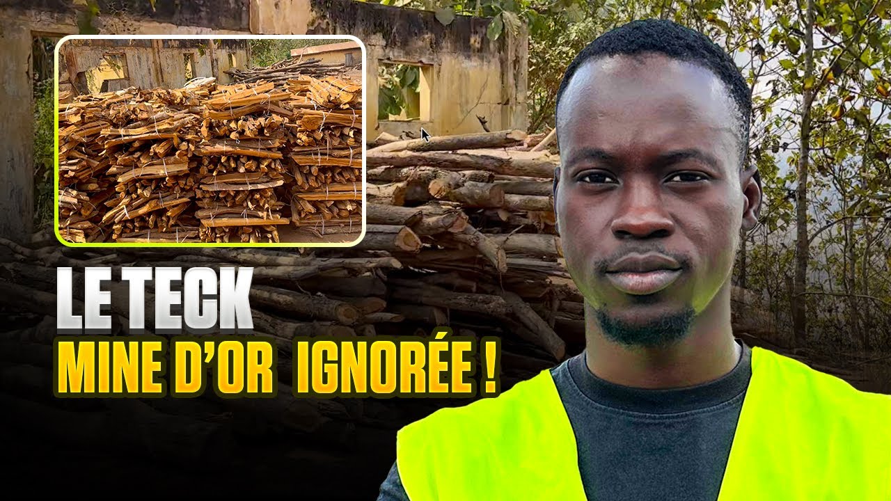 Voici comment réussir la production des bois de tecks pour des rendements explosifs