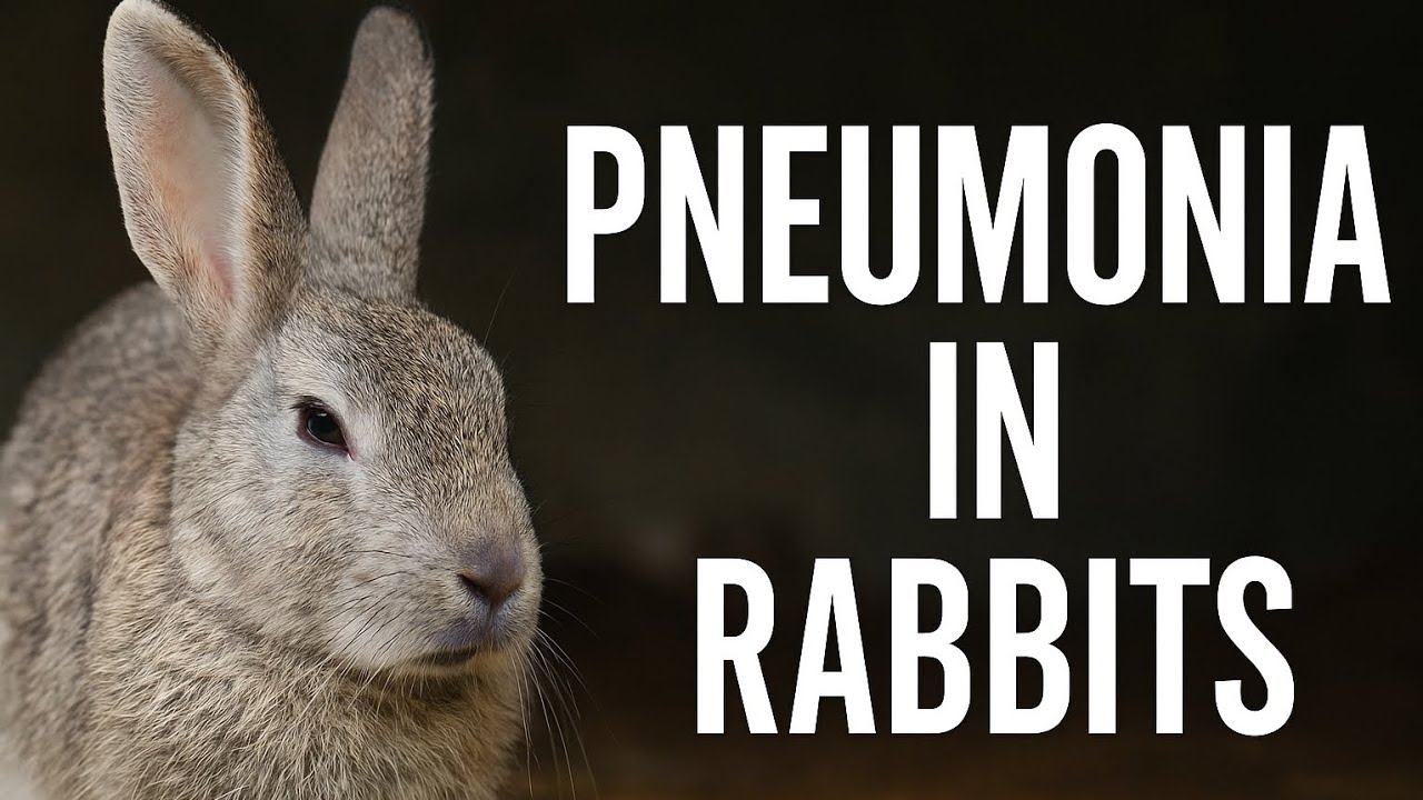 Pneumonia in Rabbits - What to Watch For and What to Do