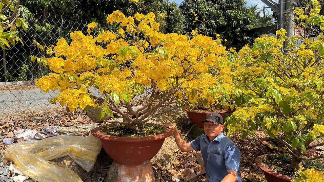 MAI GIẢO TÂN CHÂU  25/2/2026 (#O967574739 HÙNG ) Giảo Tân Châu  -  @bonsai Can Tho