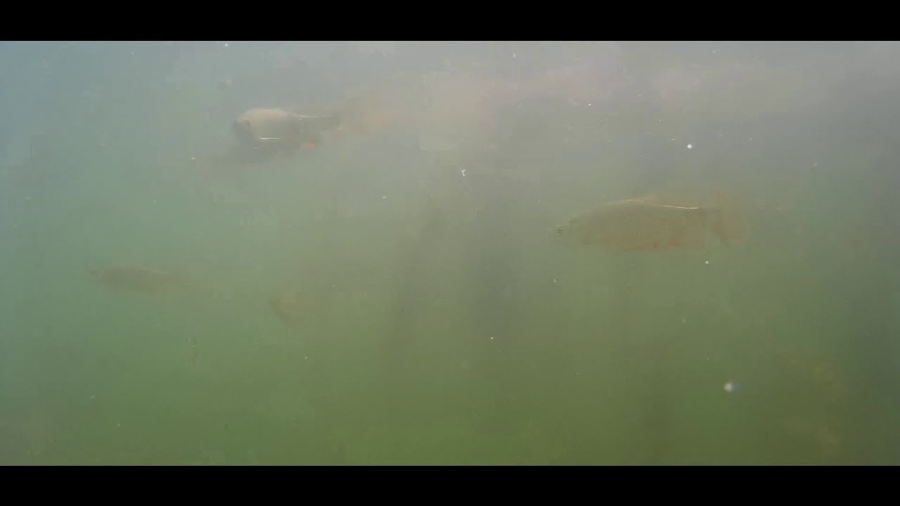 Feeding fish in f***ing Drösing