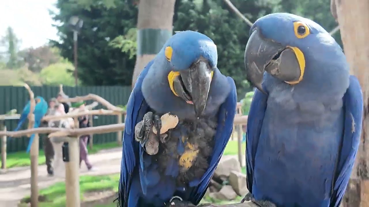 Tropical Birdland In UK Very Famous Birds Park ! Come and see a beautiful Parrot Park in uk 