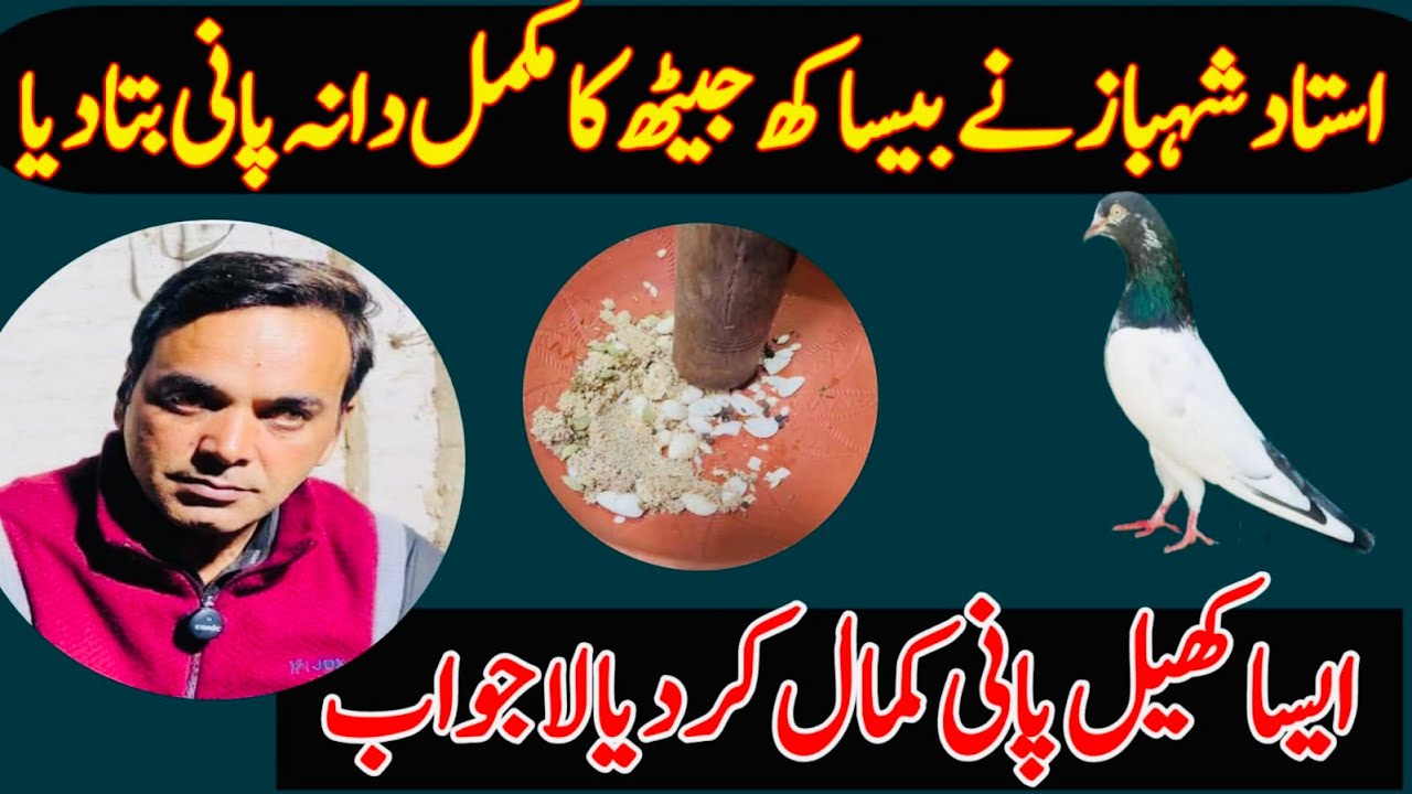 USTAD SHAHBAZ NE JAITH KA MUKMAL DANA PANI BTA DEA 