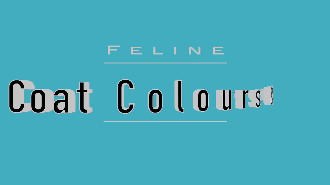 Feline Colours and Patterns - Variations!
