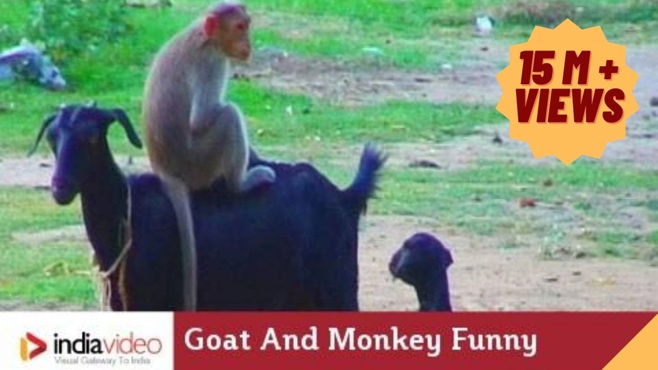 Goat And Monkey Funny Video | India Video