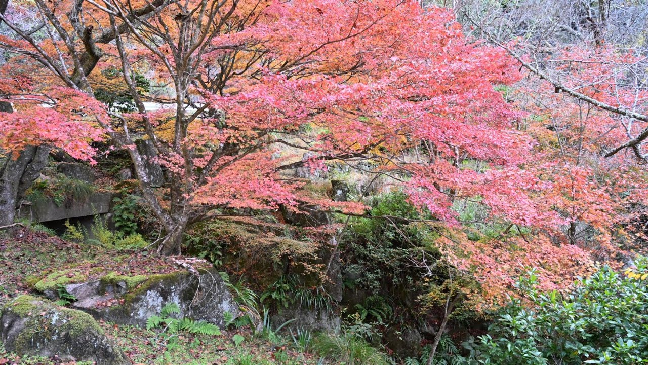 紅葉を求めて　鐘ヶ坂公園と三世代のトンネル　　兵庫県丹波市柏原町