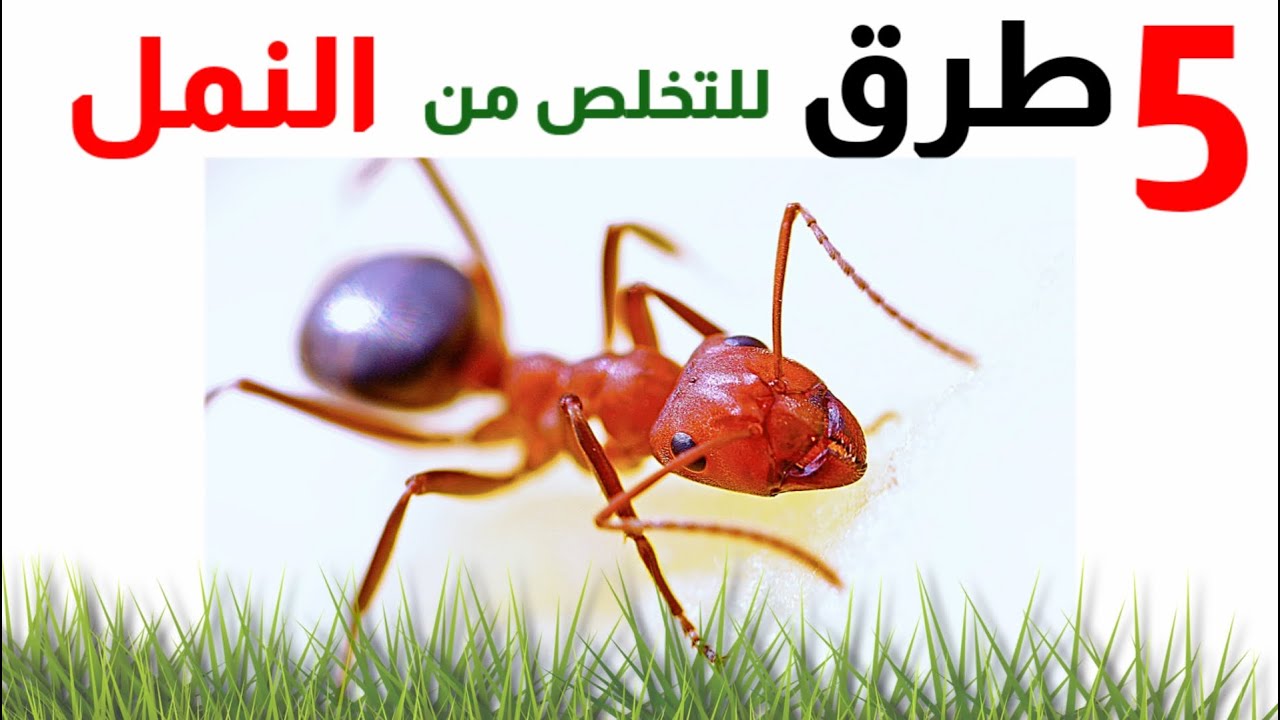 تخلص من النمل بخمسة طرق سهلة, قوية و فعالة