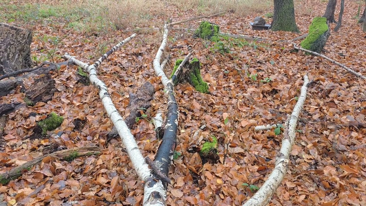 Kleines Birkenlied. Zauber im Winterwald