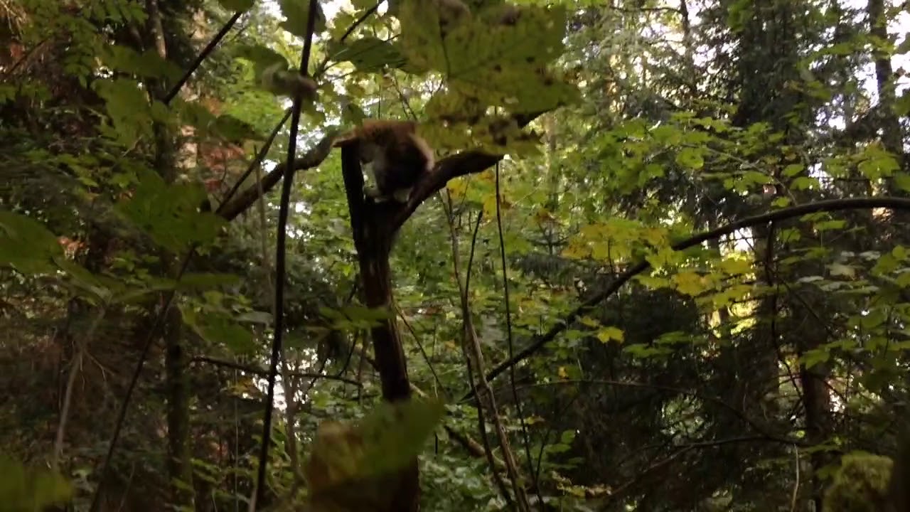 Climbing Skills of Cats