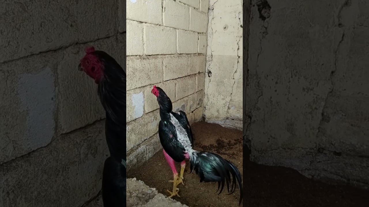 Los gallones en postura del partido laguitos de chiapas
