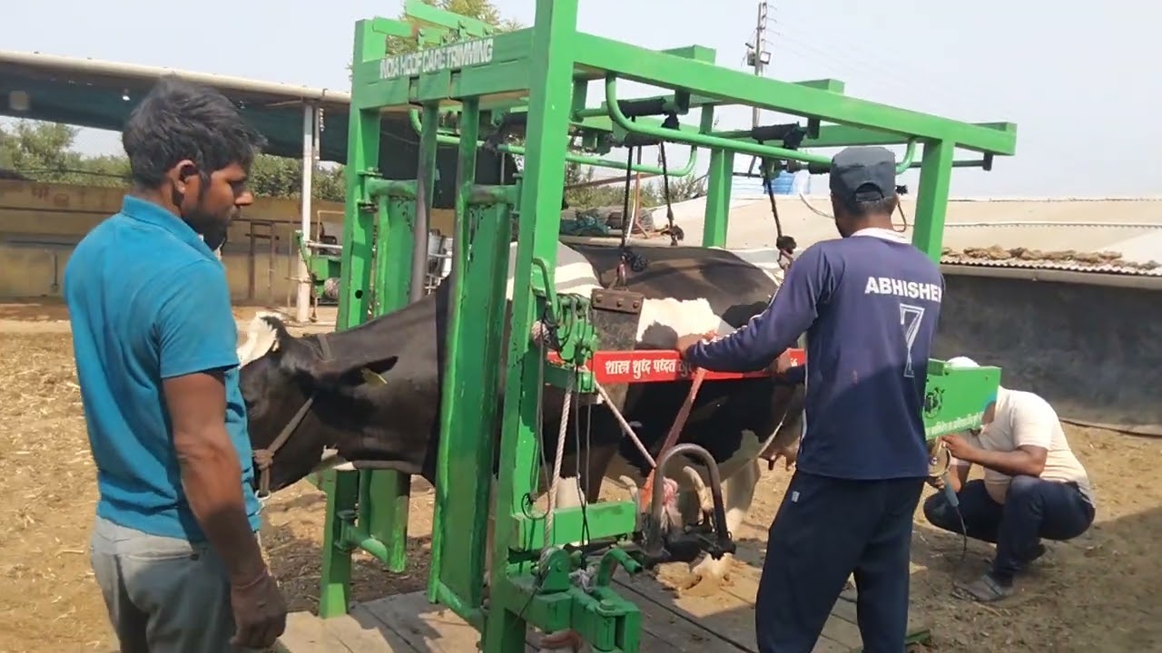 India Hoof care trimming