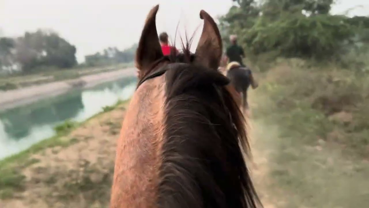 long horse ride with marwari horses