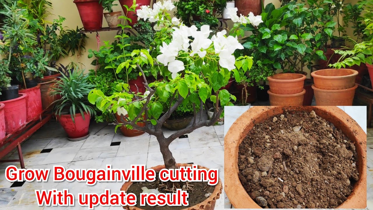 सबसे आसान तरीका bougainvillea कटिंग लगाने का, Grow cuttings without rooting harmone with result
