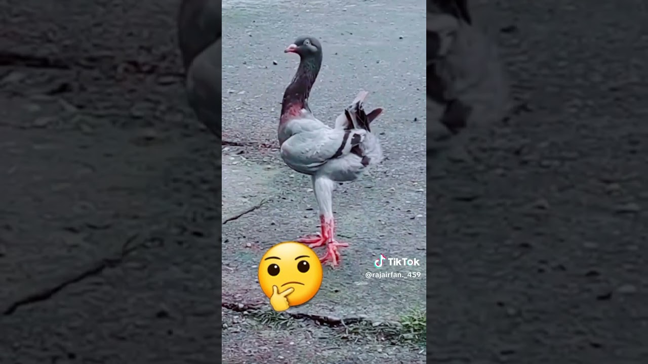 pigeon and hen cross breed amazing results