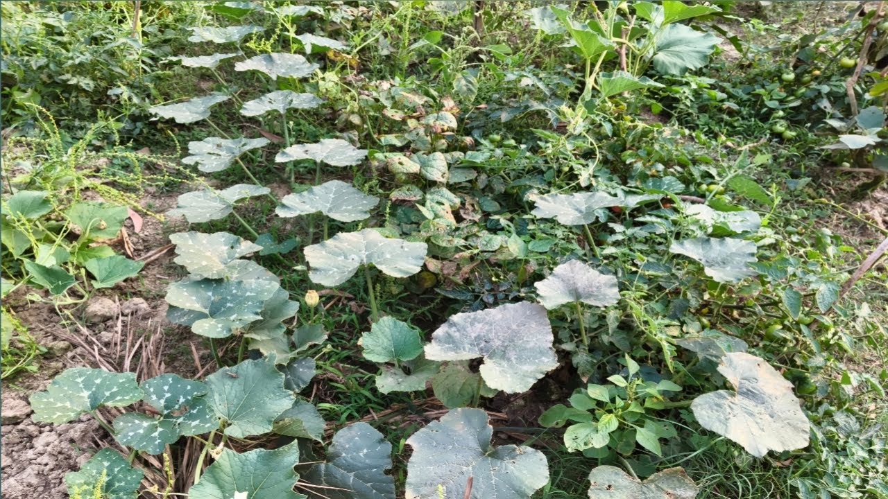 আমাদের ছোট্ট সবজি বাগান/Mini Garden/vegitable Garden#GOLMORICH#vegetables #sunset#minivlog#subscribe
