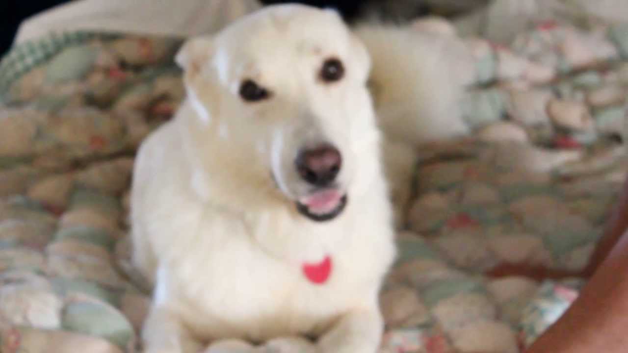Chloe the White German Shepherd Talking to Momma in the morning