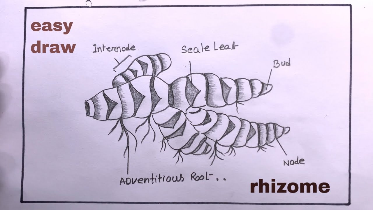 Drawing Rhizome Easy/How To Draw Rhizome  Step By Step/Easy Rhizome  Drawing