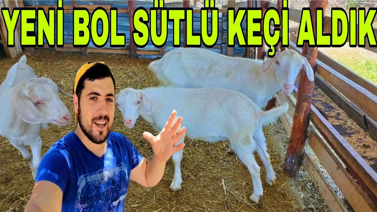 SAANEN KEÇİSİ ALDIM~KEÇİ SÜRÜSÜNÜ ÇOĞALTIYORUZ~ÇOBAN EVİNE HALÇI PEN YAPTIK.