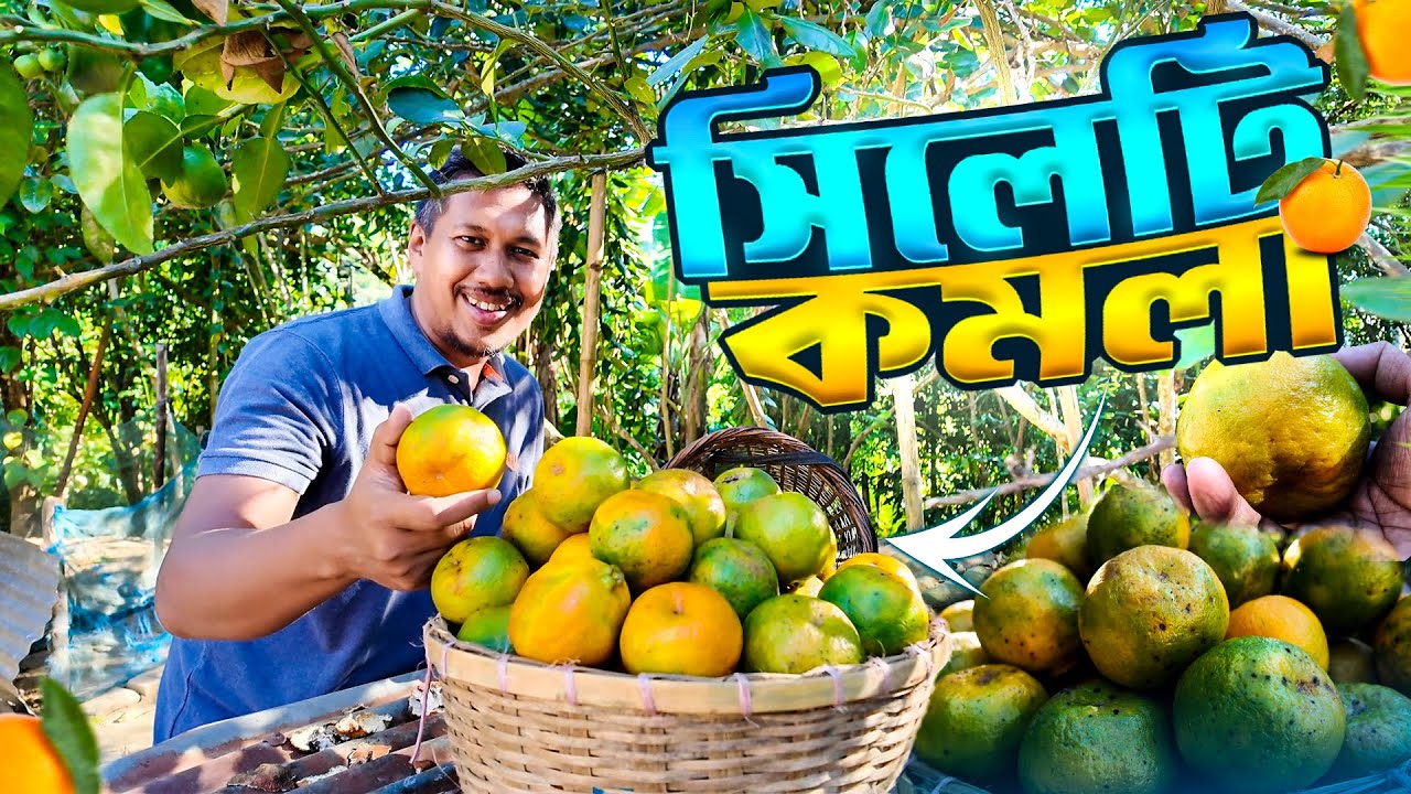 ফ্রেশ সিলেটি কমলা | Orange Garden Sylhet | Info Hunter