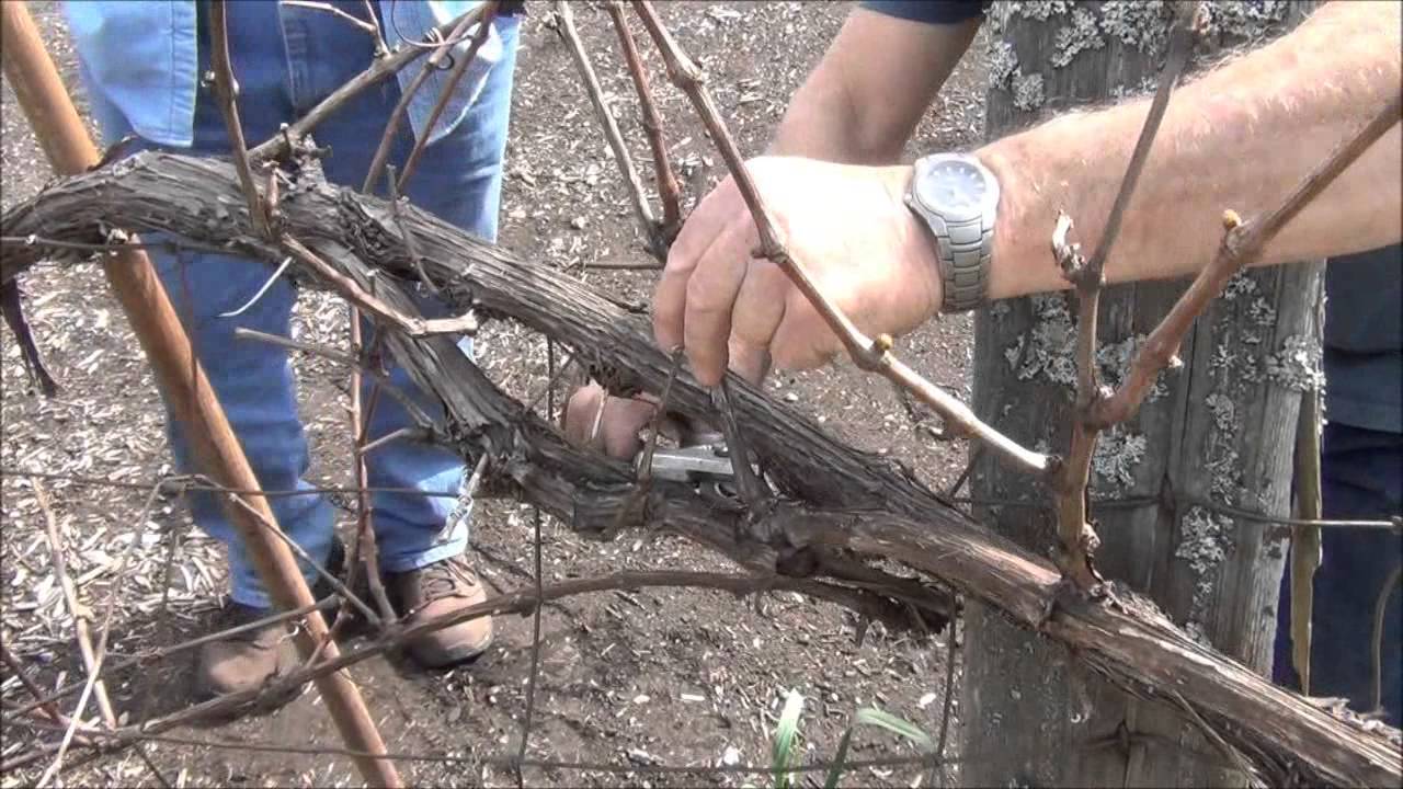 How To Prune Grapes - Back To Eden Garden - L2Survive with Thatnub