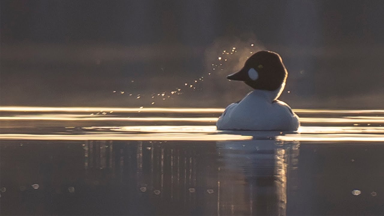 Photographing Water Birds With Sony A7III and Sigma 150-600 | Bird Photography
