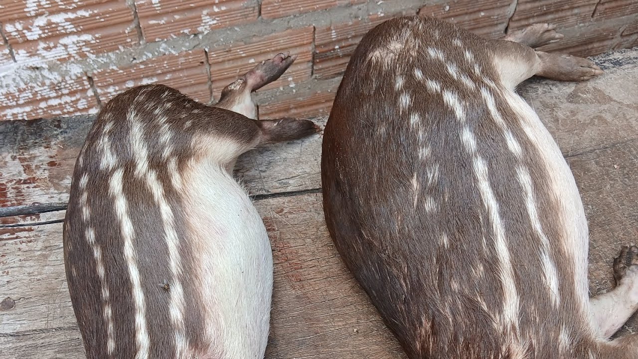 Caçada de paca na Amazônia do nordeste 