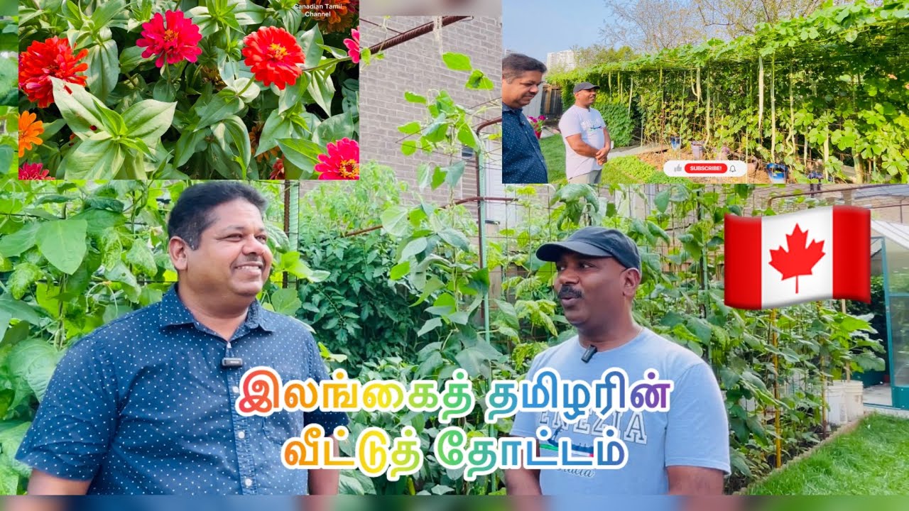 கனடாவில் இப்படி ஒரு தோட்டமா? / மீசாலை மண்னின் வாசம் #tamilvlog #tamil #canada #jaffnatamil