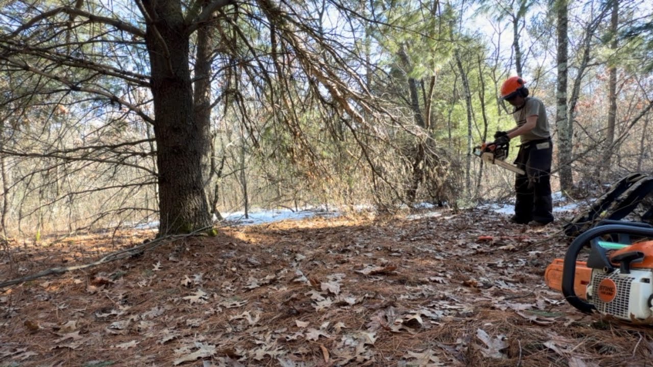 Got a snapped pine tree down today, back at the cabin