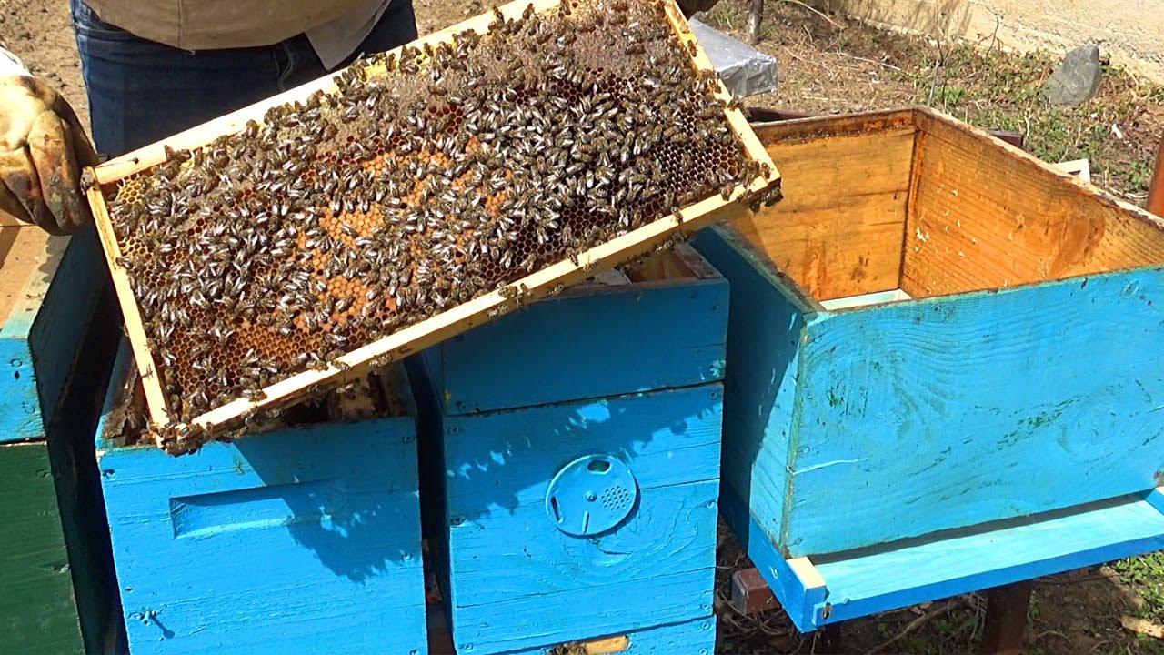 🔴Episodi 31: Si të veprojme kur nuk ka vend për pjellje