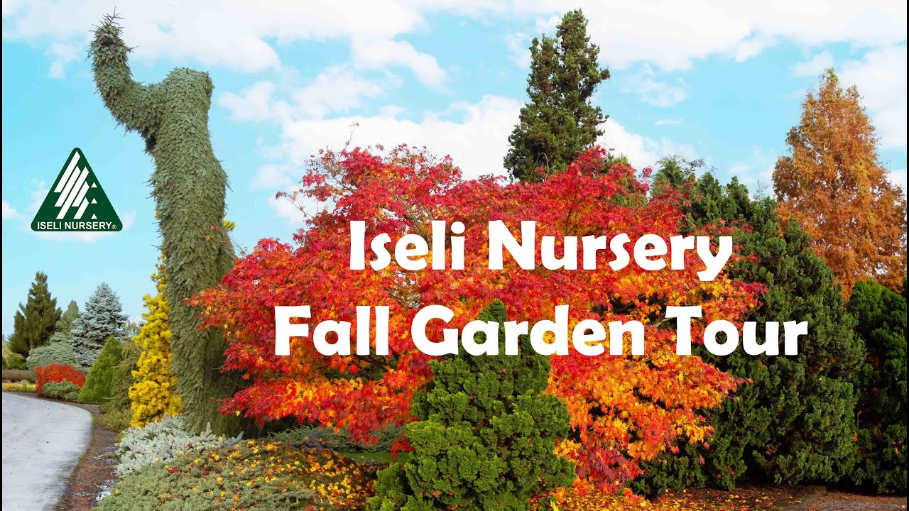 Fall Garden Tour - The Japanese and Hybrid Maples in our Conifer Garden